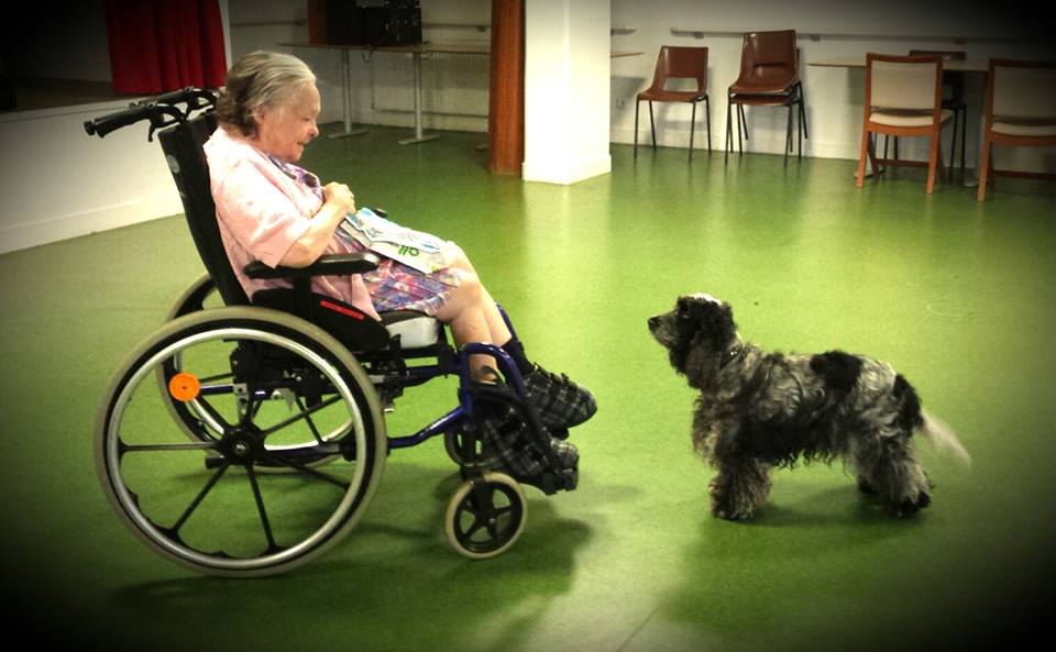 Apprendre son chien à travailler en Médiation Animale