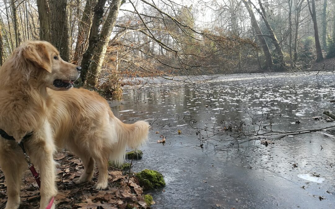 Histoire d’un chien-médiateur. Muggy