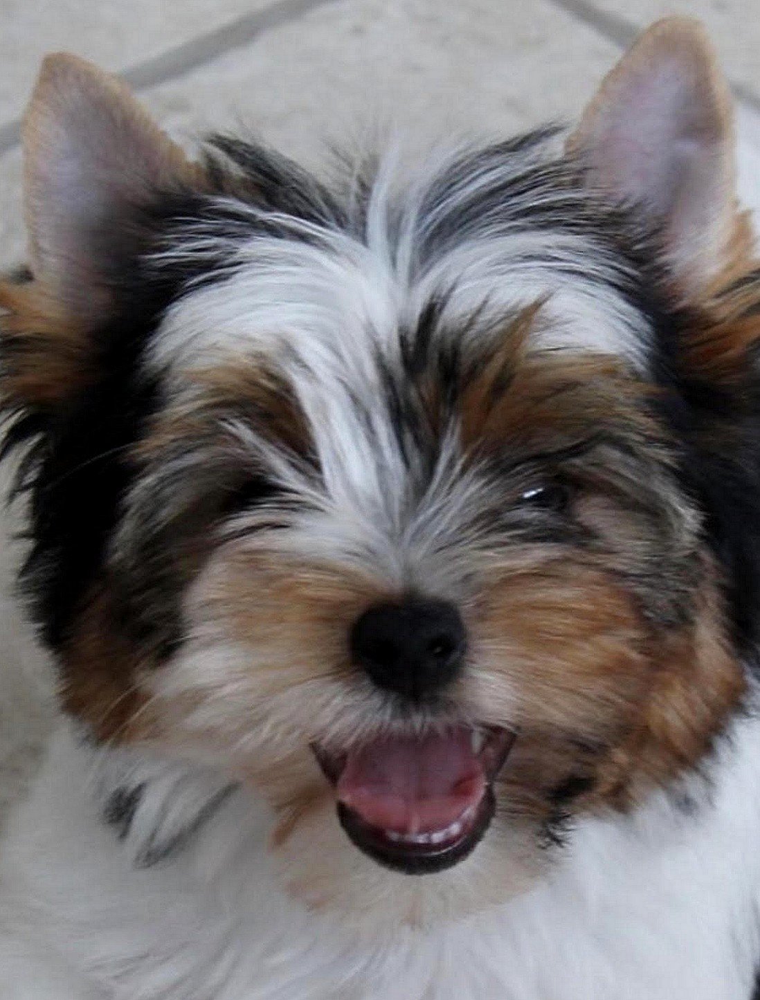 Toby