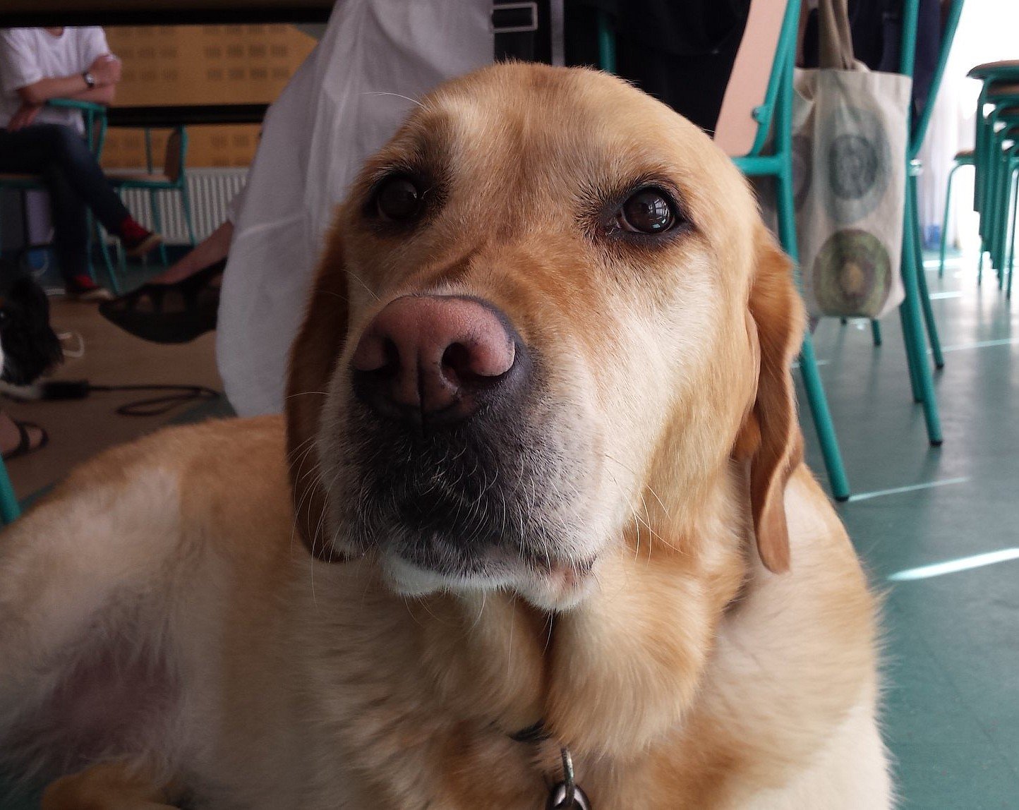 Dina (2008-2015)