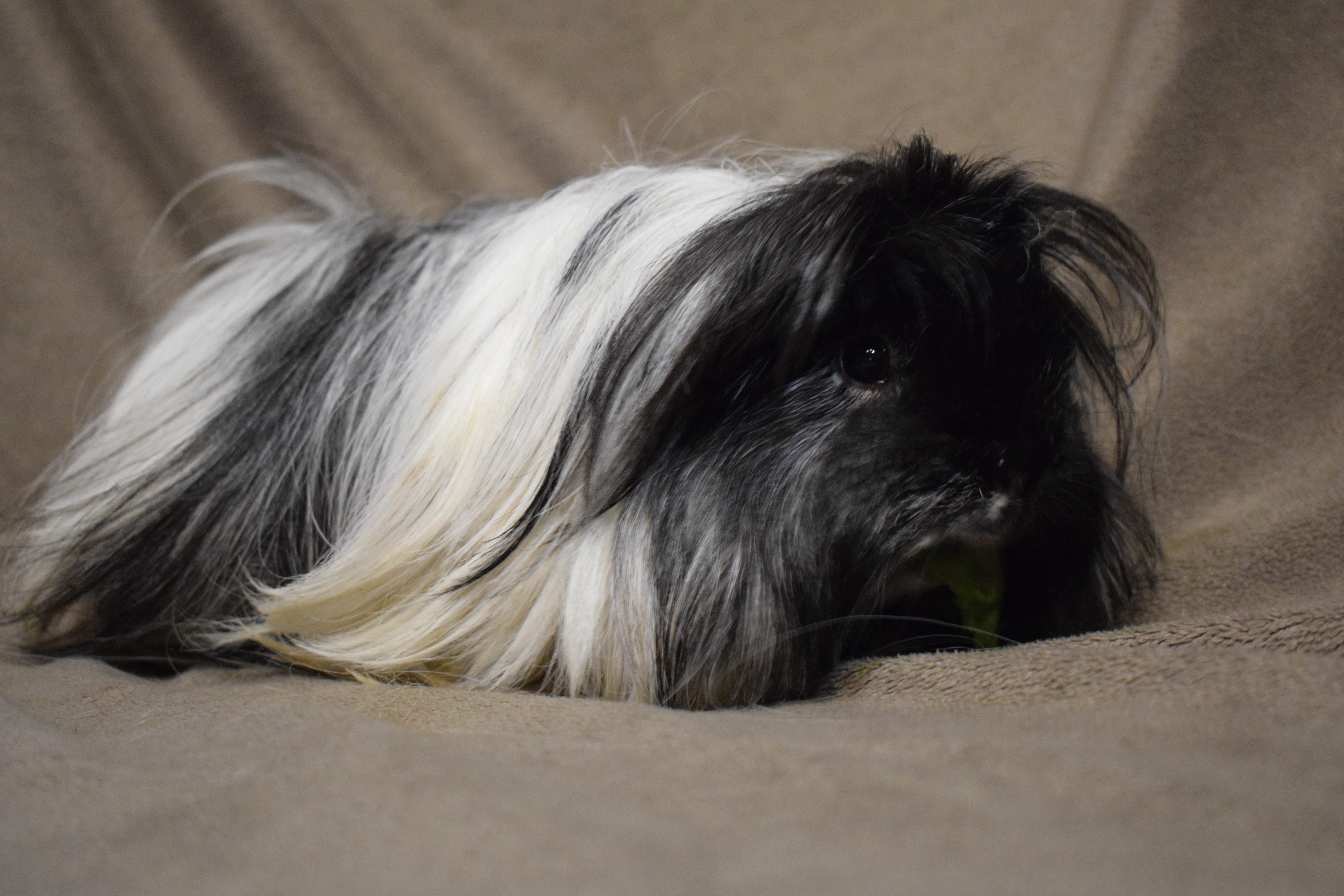 Babette