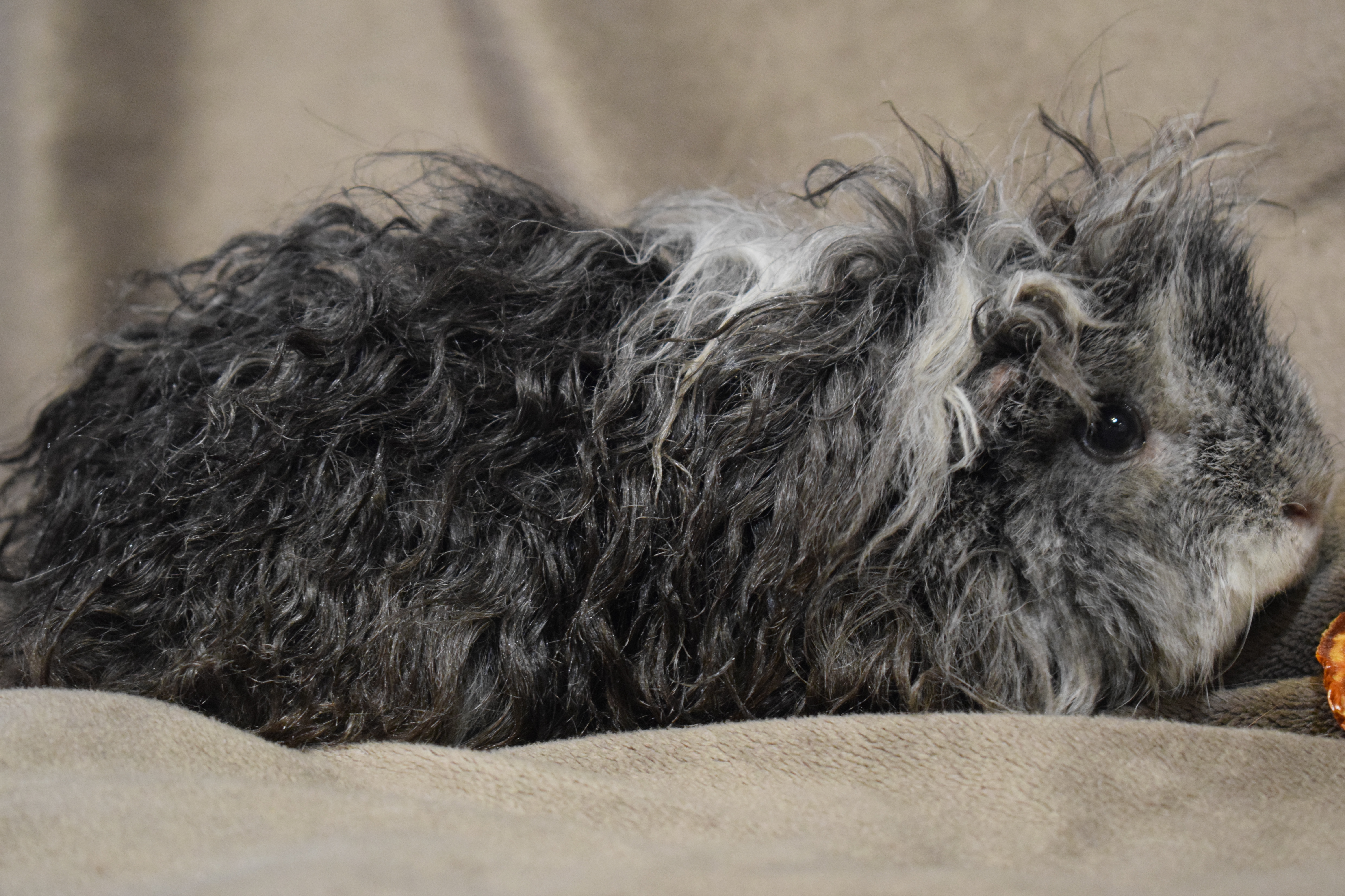 Peluche