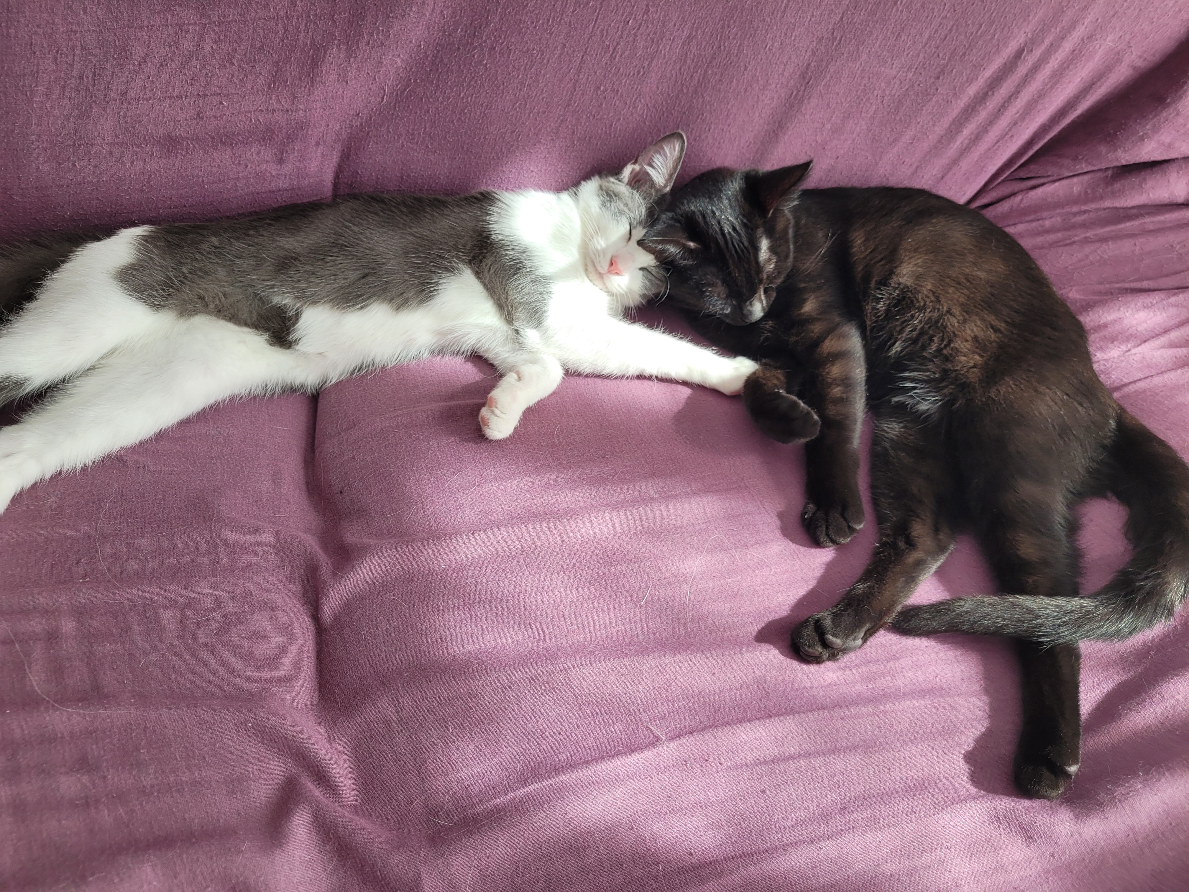Lù et Chipie