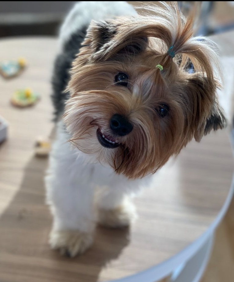 Toby
